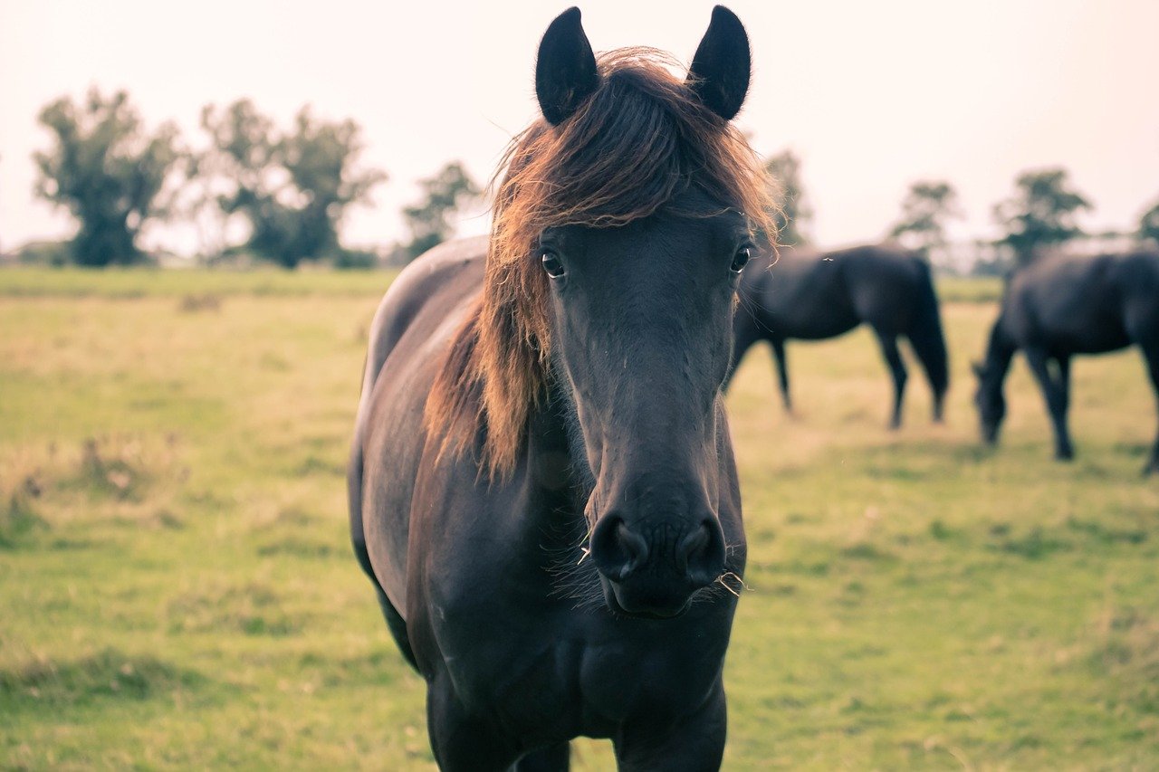 Sellerie pour chevaux nature horse à Gap