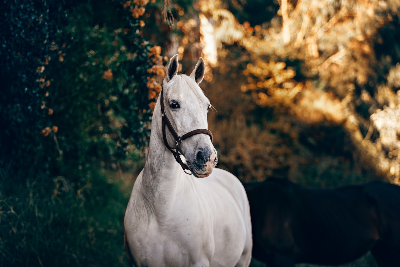 Equoware saddlery - Denver Colorado